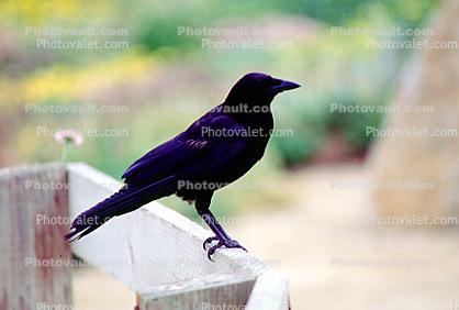 Crow, Carmel California, Blackbird