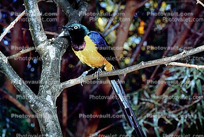 Golden-breasted Starling, Cosmopsarus regius, Sturnidae