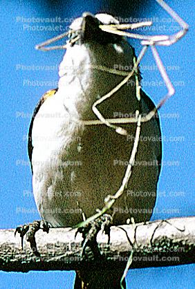 White-Headed Weaver, White-Headed Buffalo Weaver (Dinemellia dinemelli dinemelli)