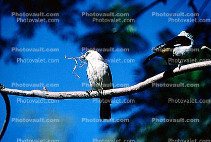 White-Headed Weaver, White-Headed Buffalo Weaver (Dinemellia dinemelli dinemelli)