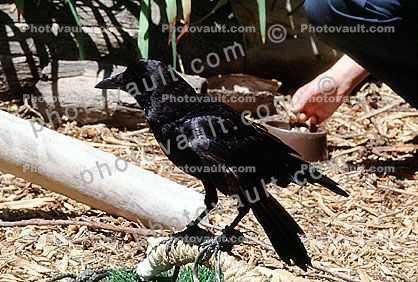 Common Crow, Corvus brachyrhynchos, Crow, Blackbird