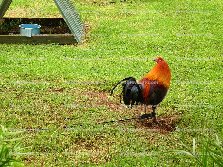 Rooster, Chickens, Hawaii