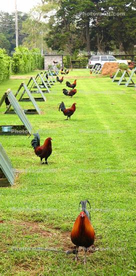 Rooster, Chickens, Hawaii, Panorama