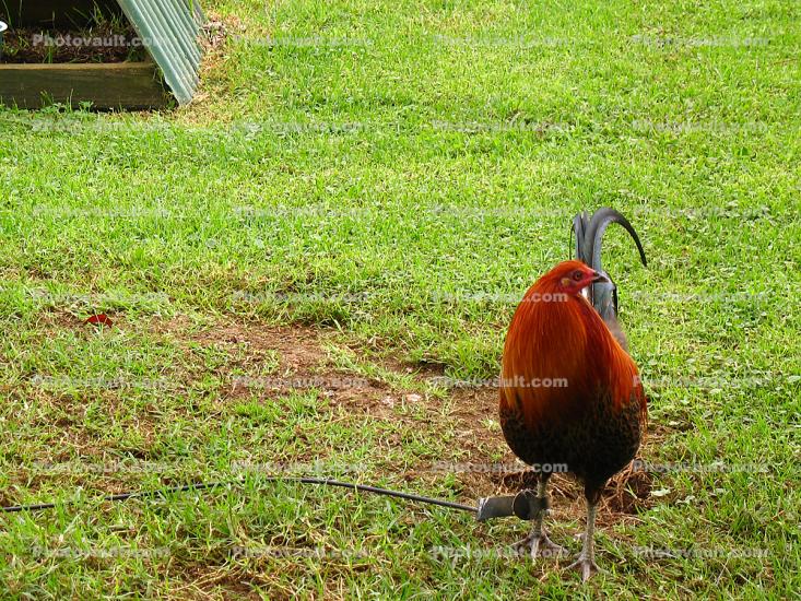 Rooster, Chickens, Hawaii