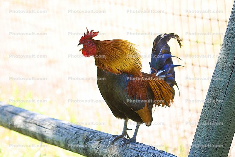 Crowing Rooster, Cock-a-doodle-doo
