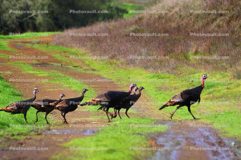 Wild Turkey, Sonoma County, Two-Rock