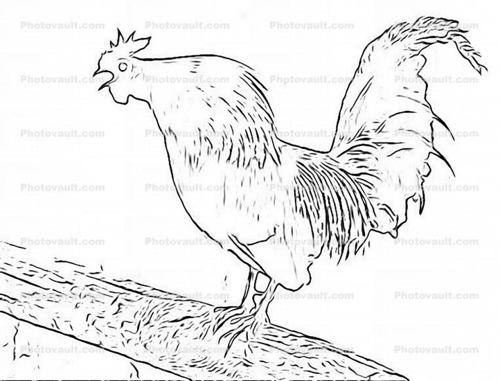 Rooster Drawing, sketch