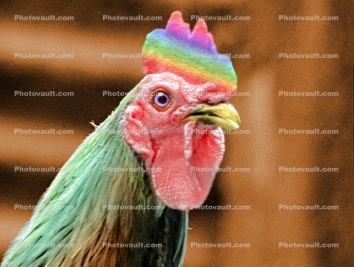 Rainbow Rooster, Cotati California