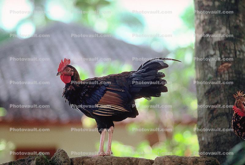 Rooster, Bali Indonesia