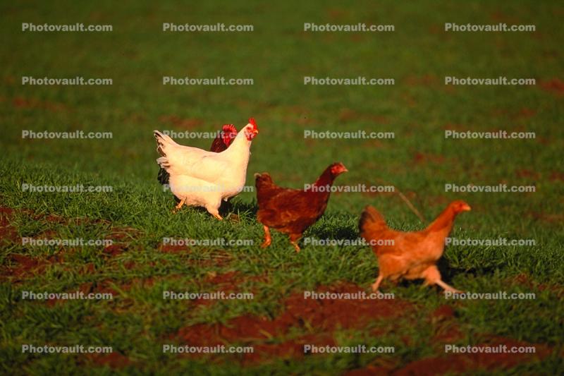 chicken, hen, rooster
