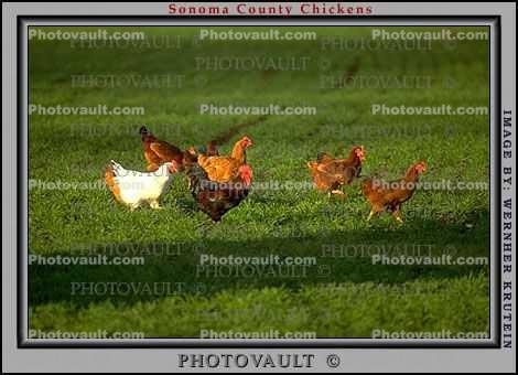 chicken, hen, rooster
