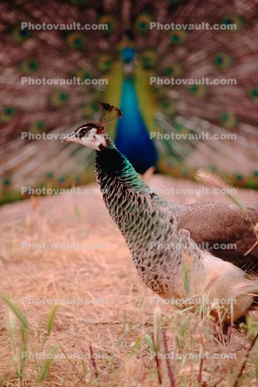 Peacock, Phasianidae, Phasianinae, Peafowl, pheasant