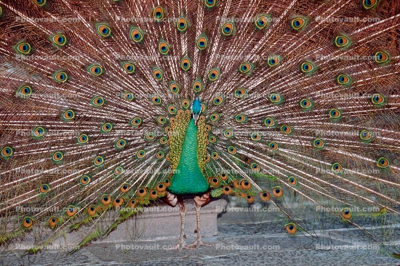 Peacock, Phasianidae, Phasianinae, Peafowl, pheasant, extravagant eye-spotted tail, eyes, iridescent, feathers, plumage