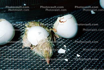hatching chick, Eggshell