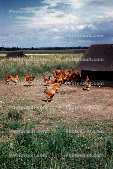 Roosters and Hens, chicken, poultry