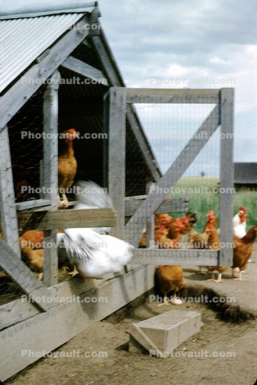 Rooster Cage, hens, gate, birdcage