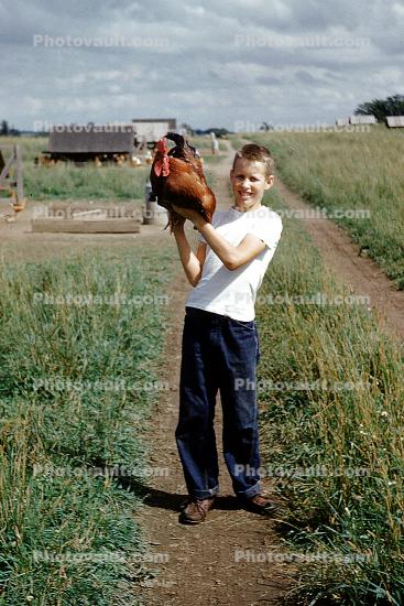 Rooster, 1950s