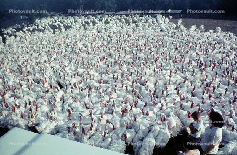 Turkeys Waiting for Slaughter, Thanksgiving