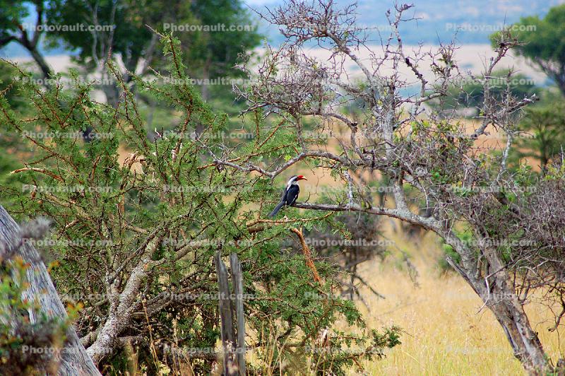 Africa Wildlife, Hornbill, Coraciiformes, Bucerotidae