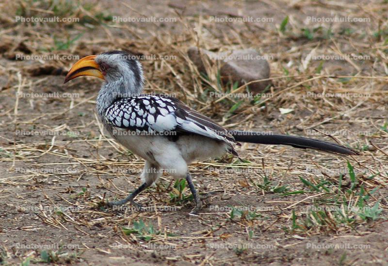 Southern Yellow-billed Hornbill, (Tockus flavirostris), Coraciiformes, Bucerotidae