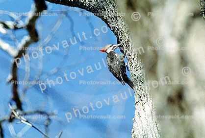 Woodpecker, Tree, Coraciiformes, Bucerotidae