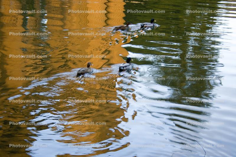 Reflection of the Palace of Fine Arts, pond, Duck