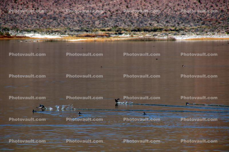 Wetlands, Ducks, Pahranagat National Wildlife Refuge, Nevada