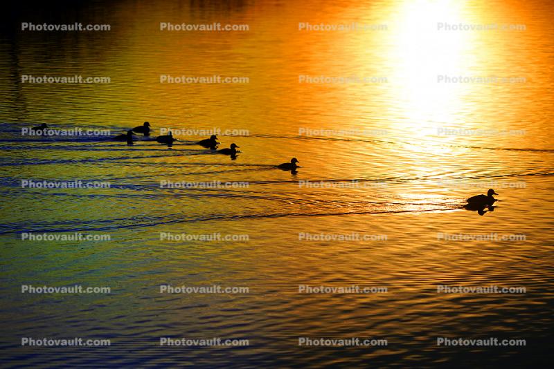 Ducks in the Sunset