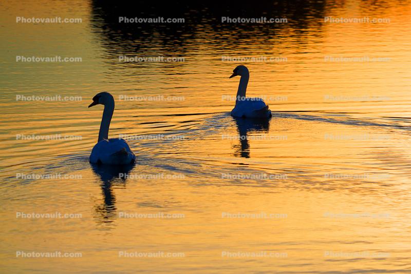 Swans riding off into the GOLDEN Sunset