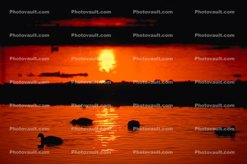Sunset, Sunclipse, lagoon