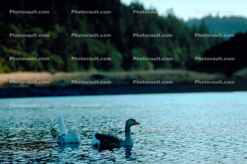 Goose, pond lake ripples, Wavelets