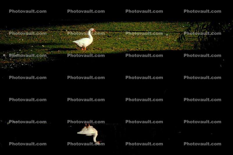 Swan, pond, reflection