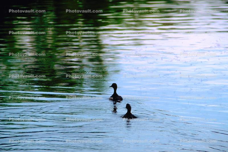 Ducks on a pond, lake, wake, ripples, Wavelets