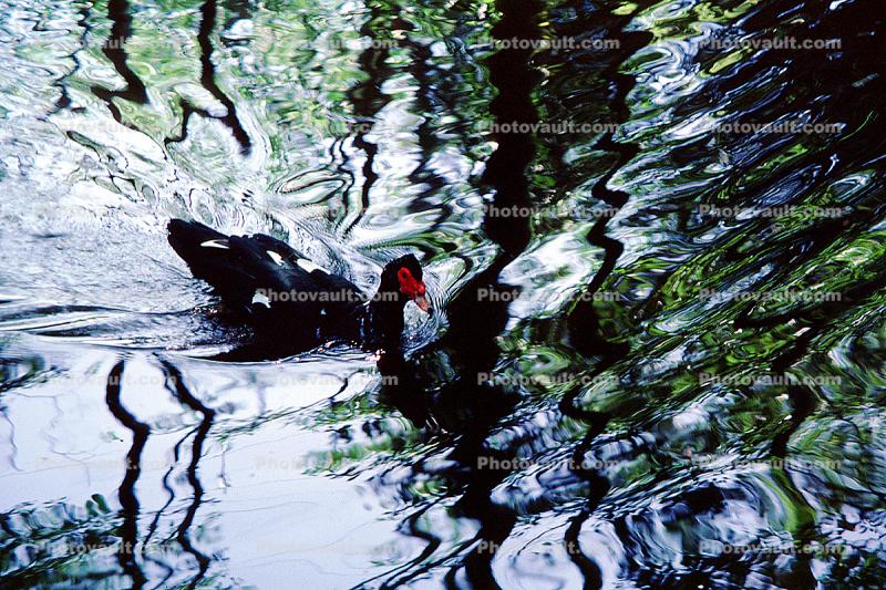 ducks, lake, ripples, reflection, Wavelets