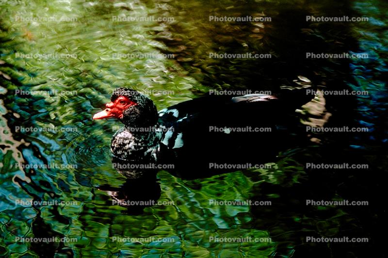 ducks, lake, pond