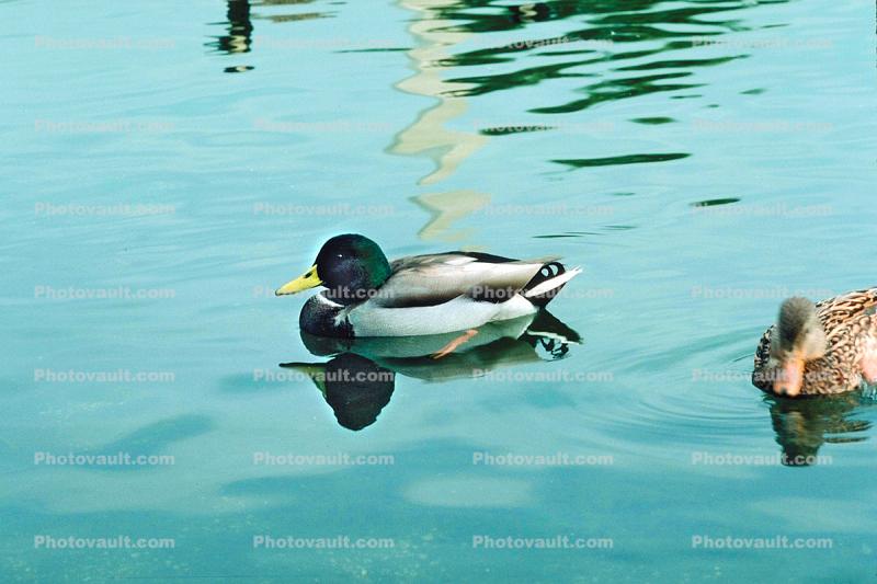 Duck, pond