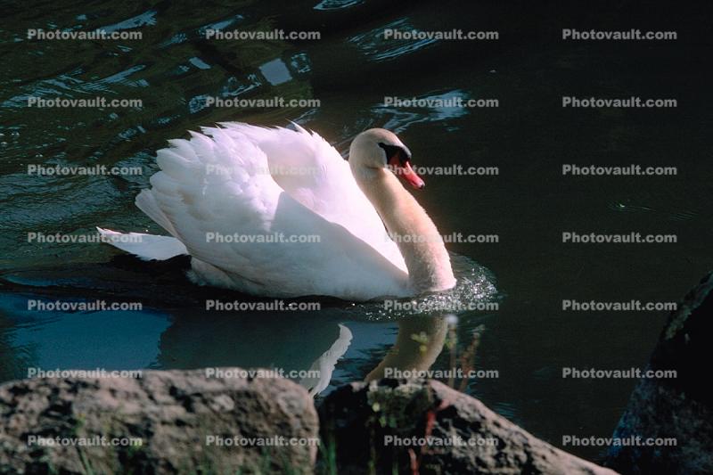 Swan, pond, lake