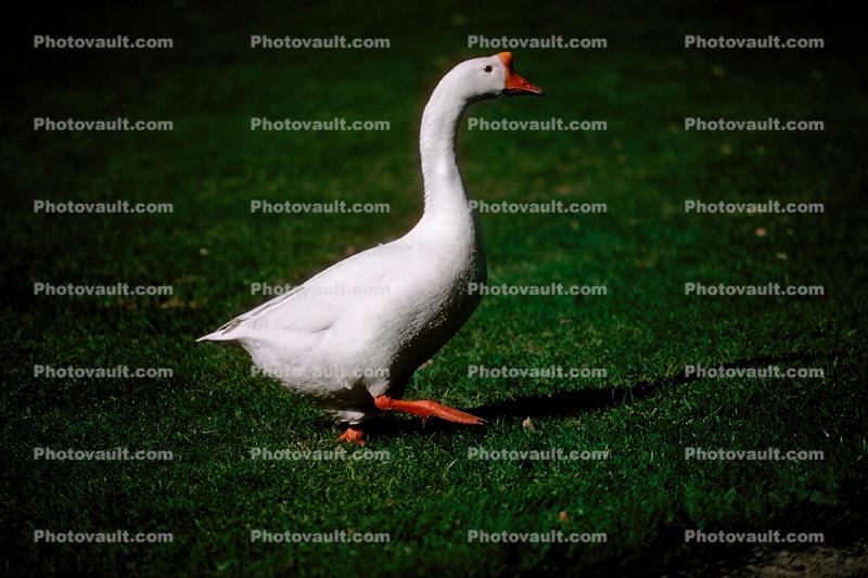 Swan, Napa Valley