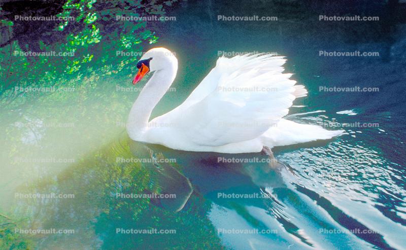 Swan Bright Light