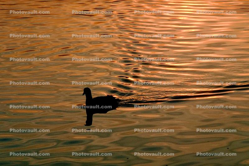 Duck, placid, wake, reflection, Santa Barbara California
