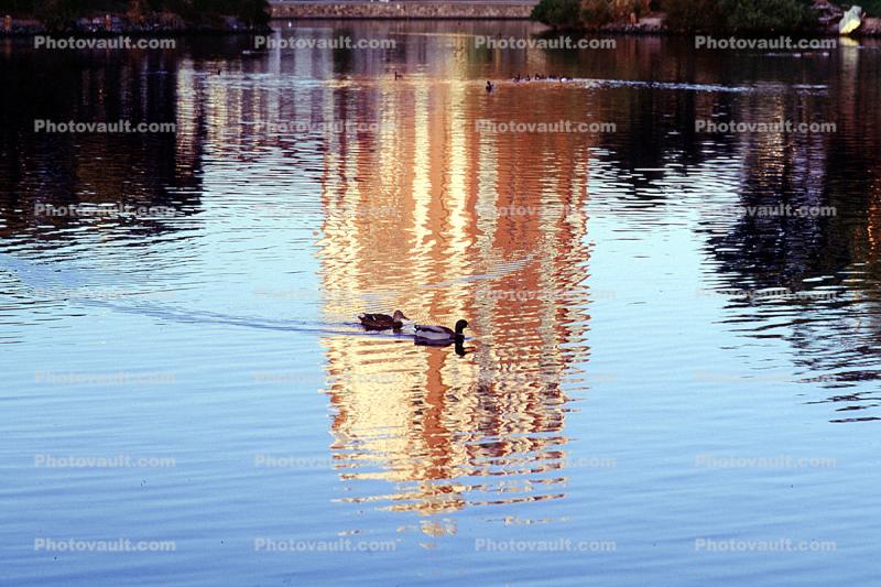 Lake Merritt, downtown, Bellevue-Staten Building reflection, Ducks