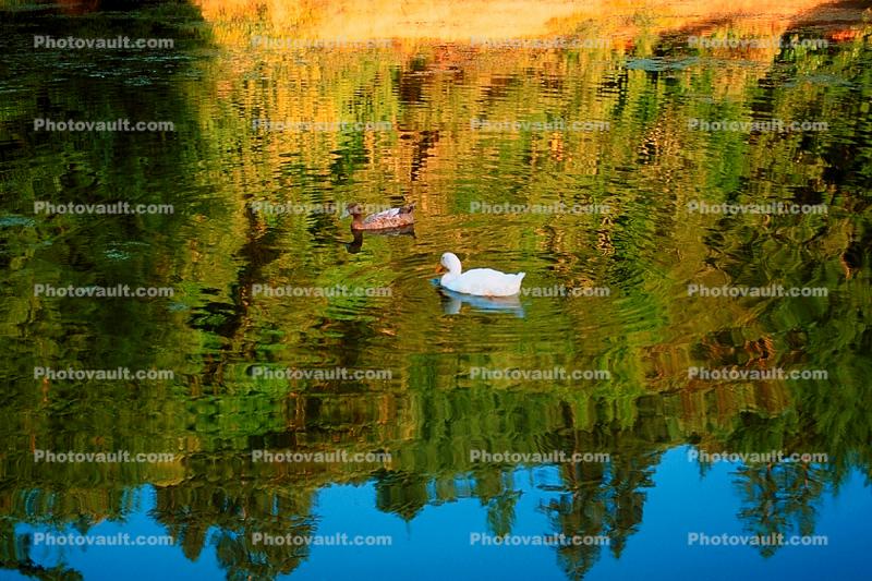 Duck, Bullfrog-Pond