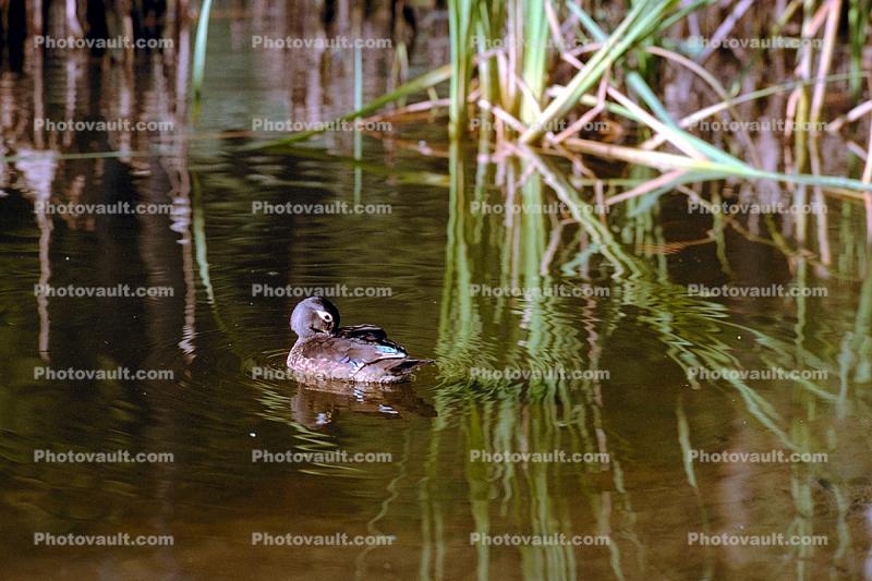 Swan, Duck, Bullfrog-Pond