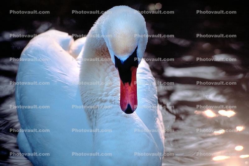 Swan, Oregon