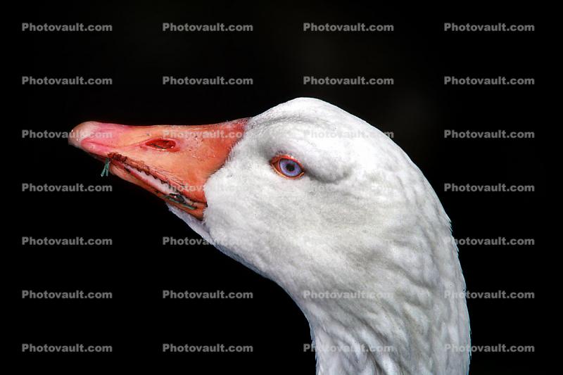 Goose Face, blue eyes, bill, beak