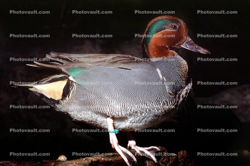 Green-winged Teal, (Anas crecca)