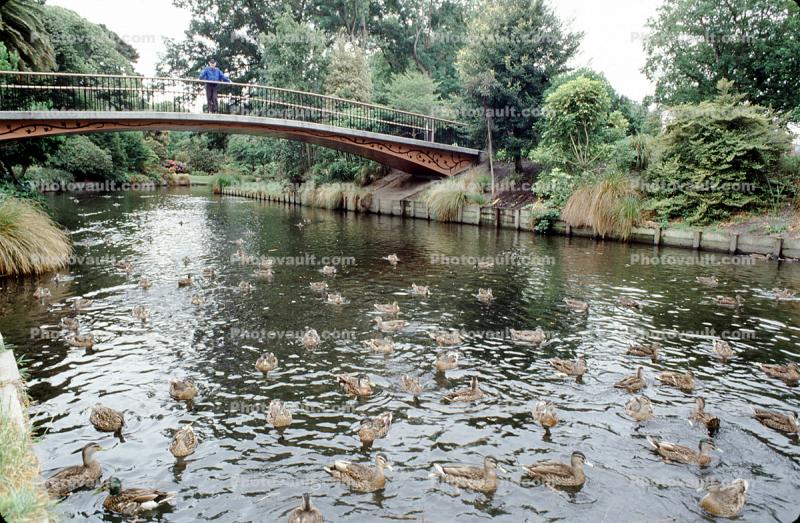 Duck, Footbridge