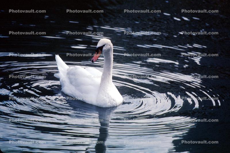 Swan on water, ripples, concentric rings, wave propagation, waves, Wavelets