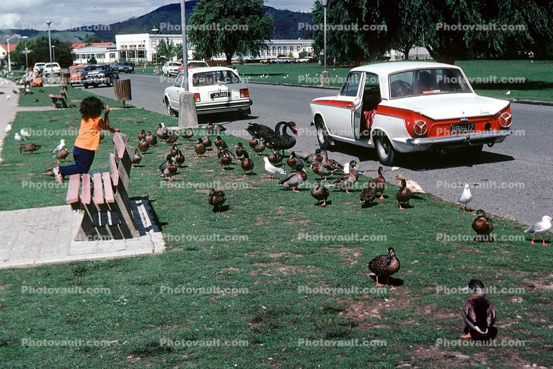 Ducks and Cars at a park, England, 1960s
