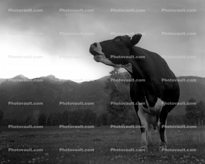 Mooing Cow on the Snake River Ranch, Teton Mountain Range